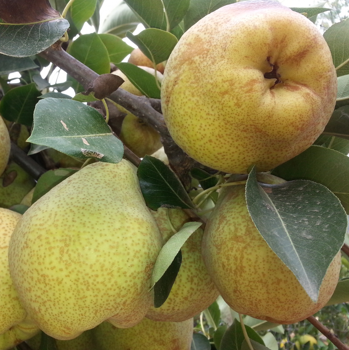 Pears2       