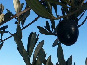 olive closeup               